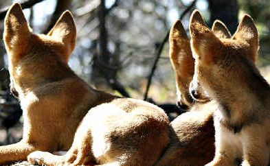 Concerns have been raised over the plight of Fraser Island dingoes. Concerns have been raised over the plight of Fraser Island dingoes.